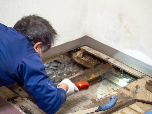 Best Fast Mold Removal  in St James, MN