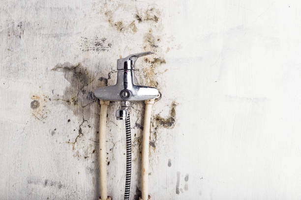 Best Mold Removal Company Near Me  in St James, MN