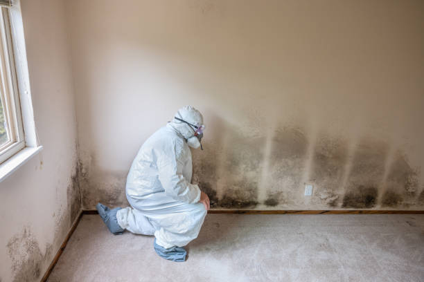 Crawl Space Mold Removal in St James, MN