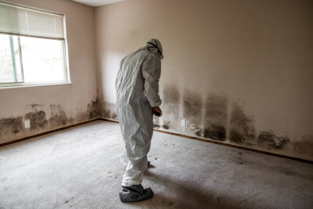 Office Mold Removal Services in St James, MN