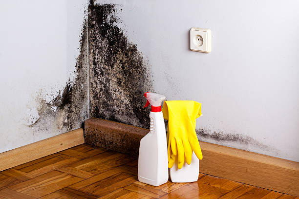 Best Home Mold Removal  in St James, MN