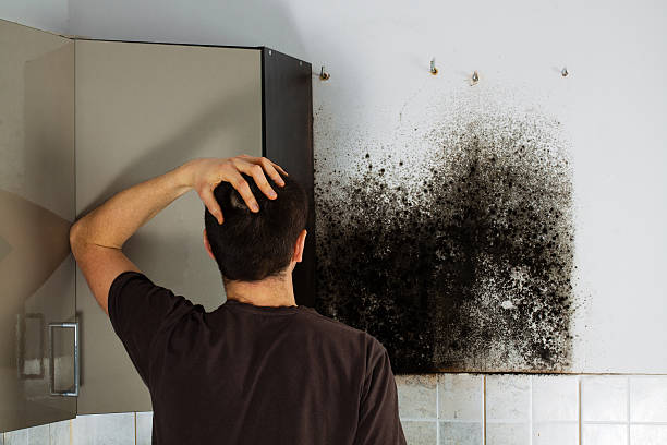 Best Mold Remediation  in St James, MN